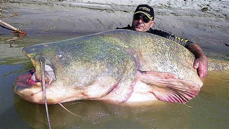 WORLD’S BIGGEST CATCH .